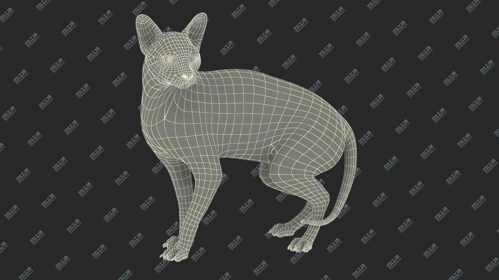 images/goods_img/202104093/3D model Cream Color Sphynx Cat/3.jpg